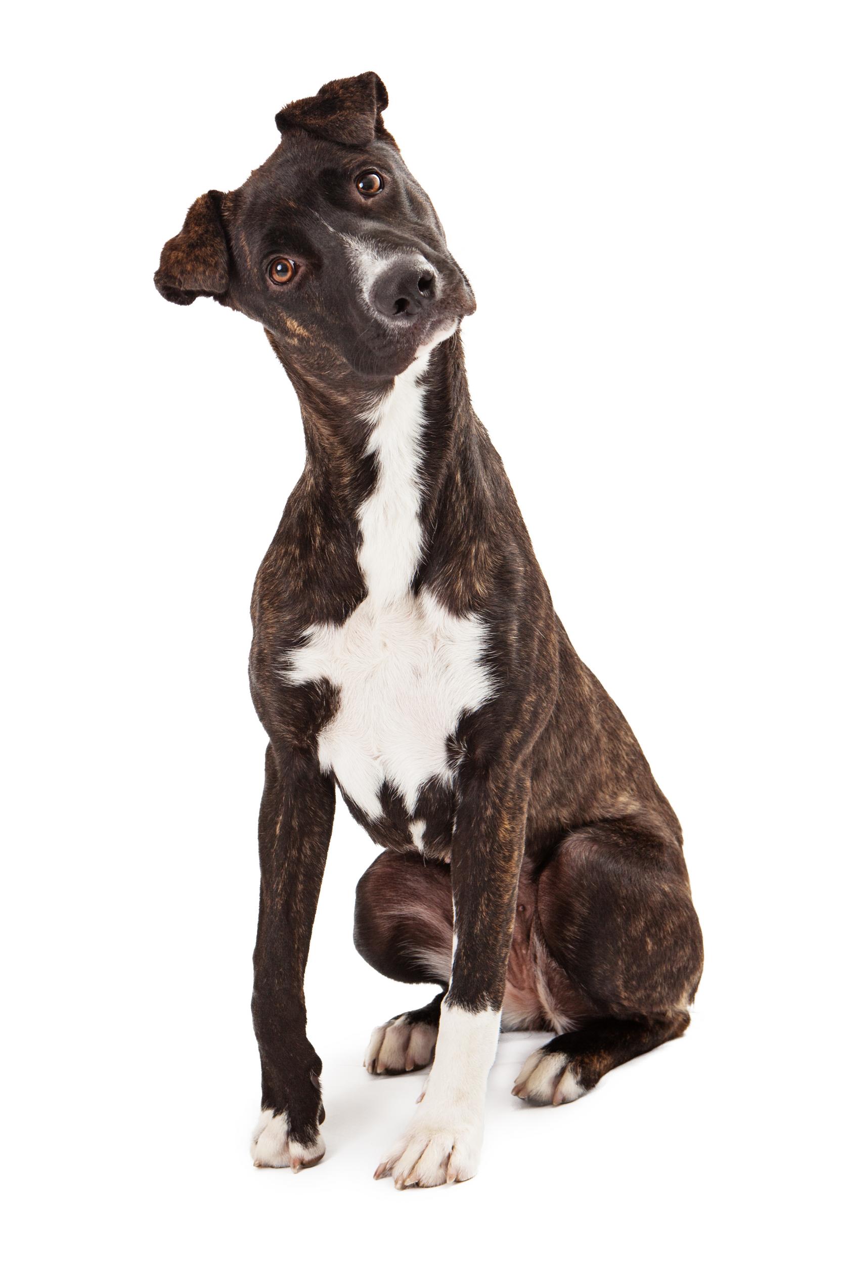 Mountain Cur Dog with Tilted Head on White Background