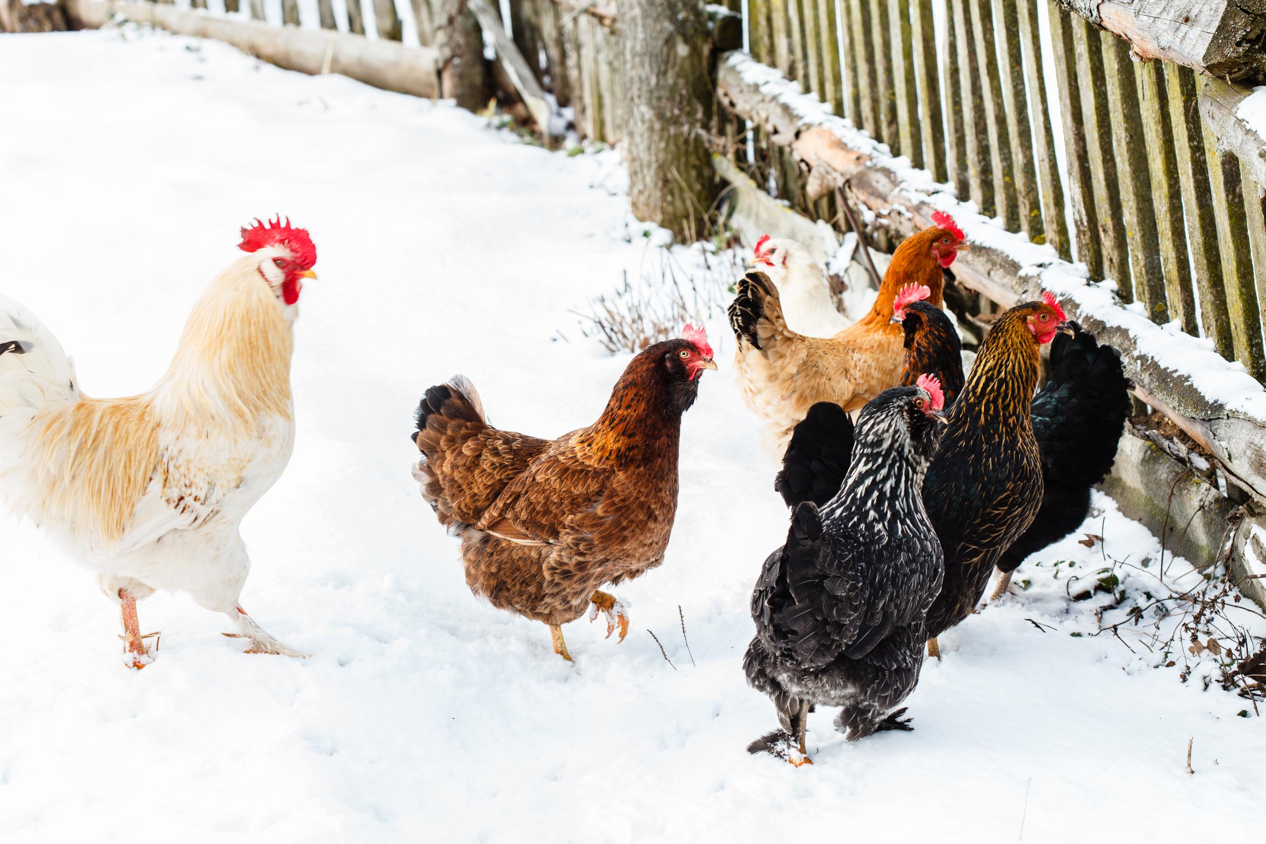 Chickens in the Snow by Fence