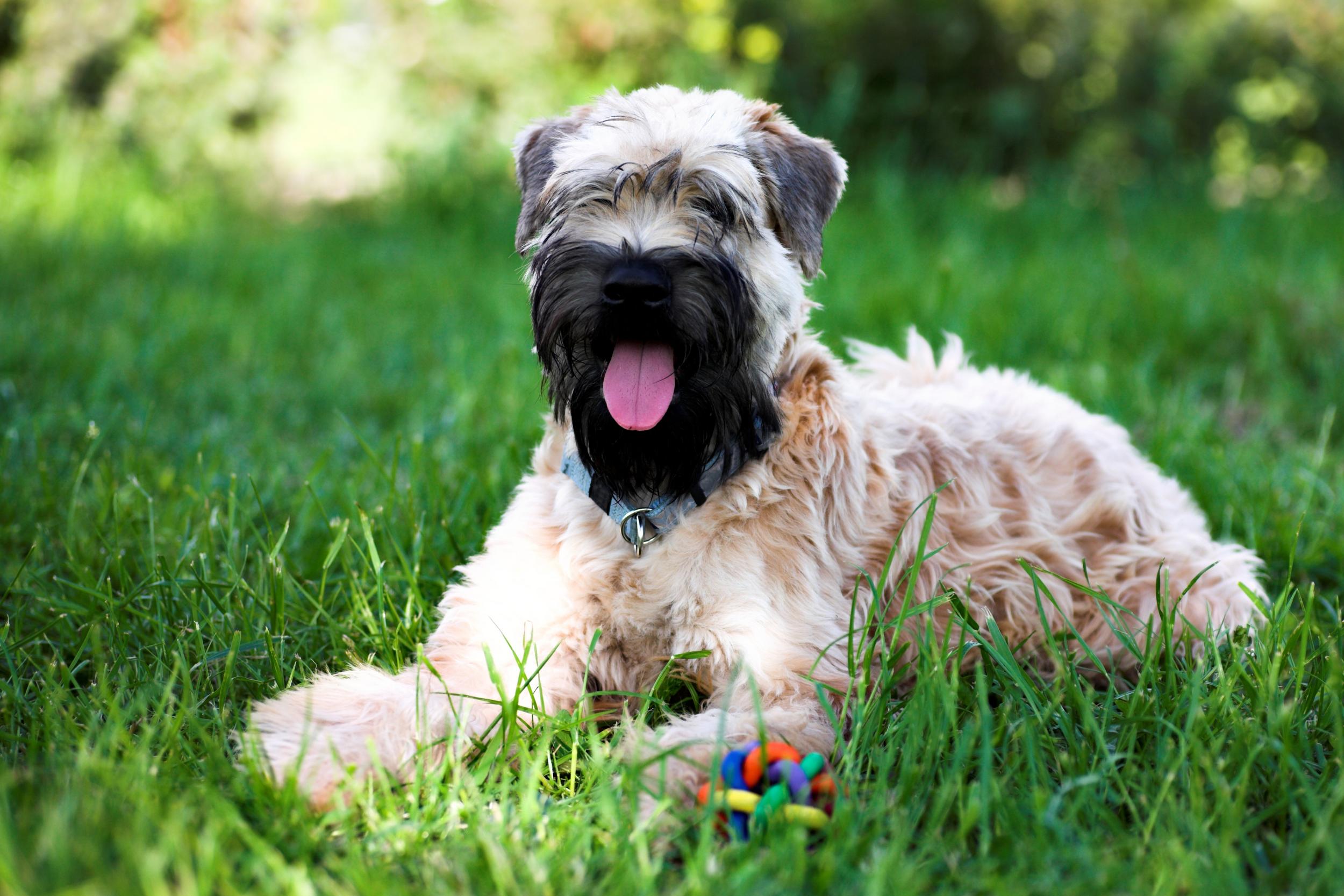Irish Soft Coated Wheaten Terrier Laying in Grass