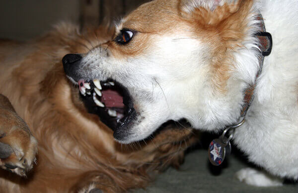 Aggressive Dogs
