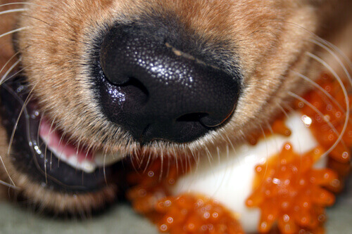 Dog with Chew Toy