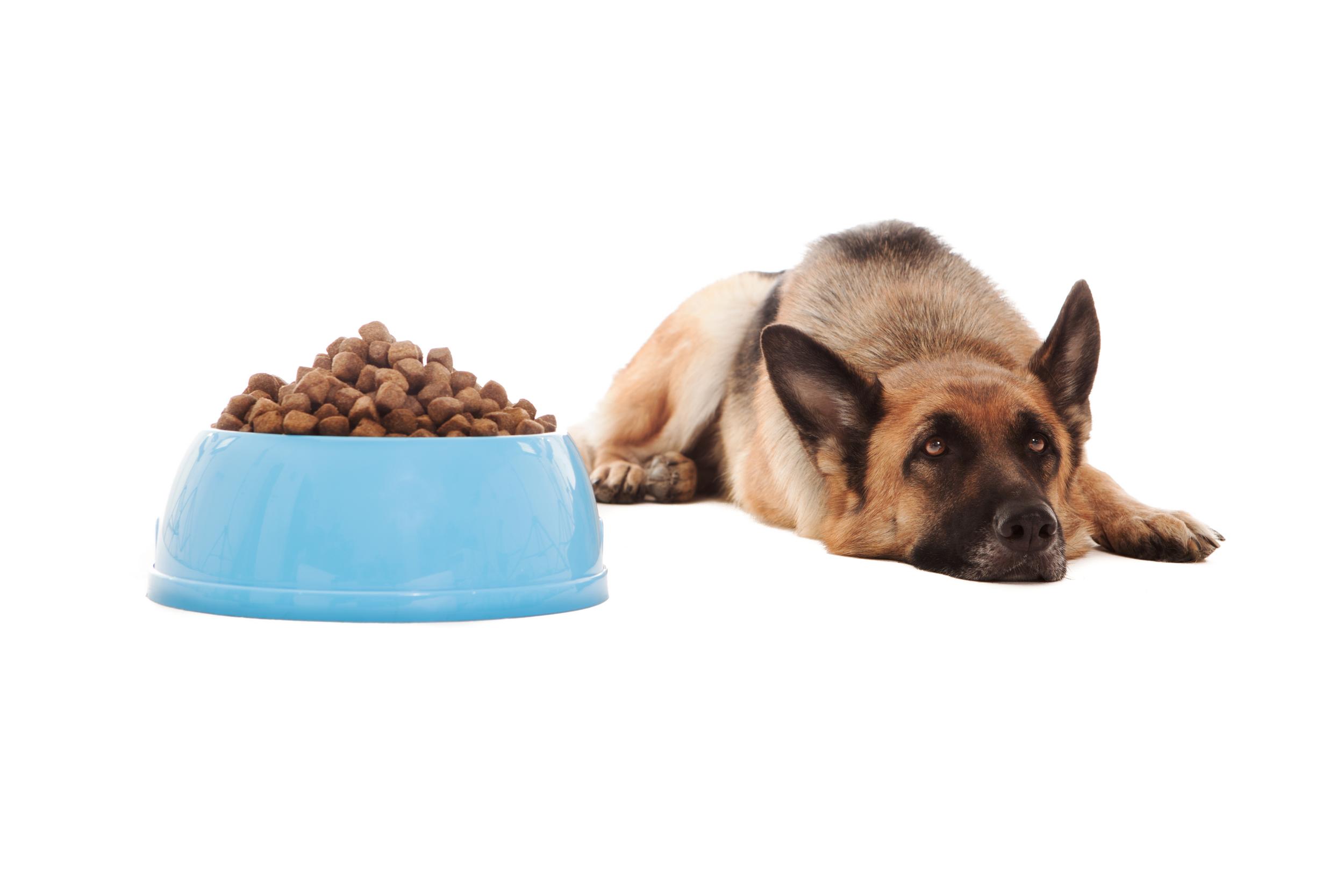 German Shephard Laying Next to Blue Bowl of Food