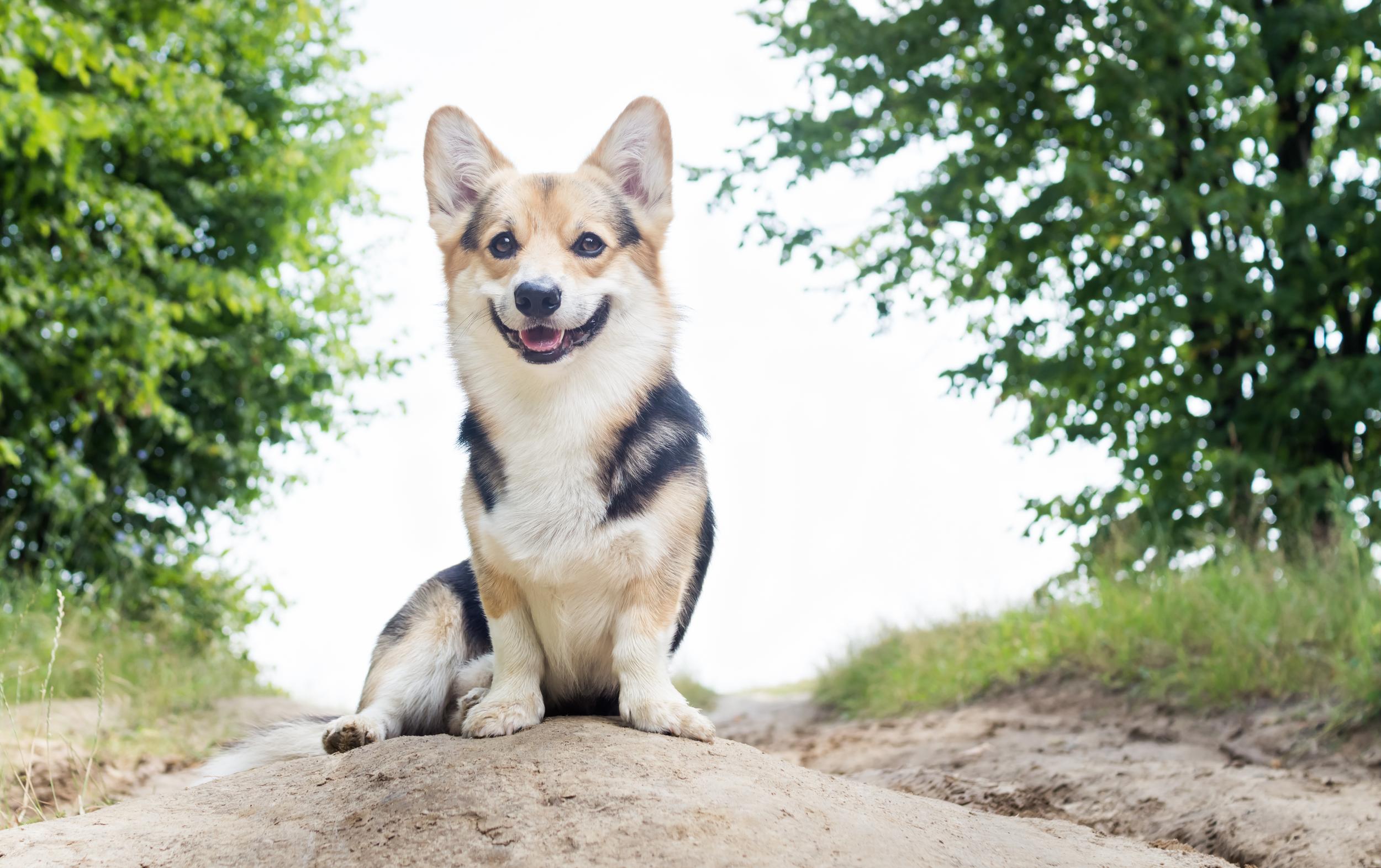 Happy Corgi Sitting on Rock in Woods