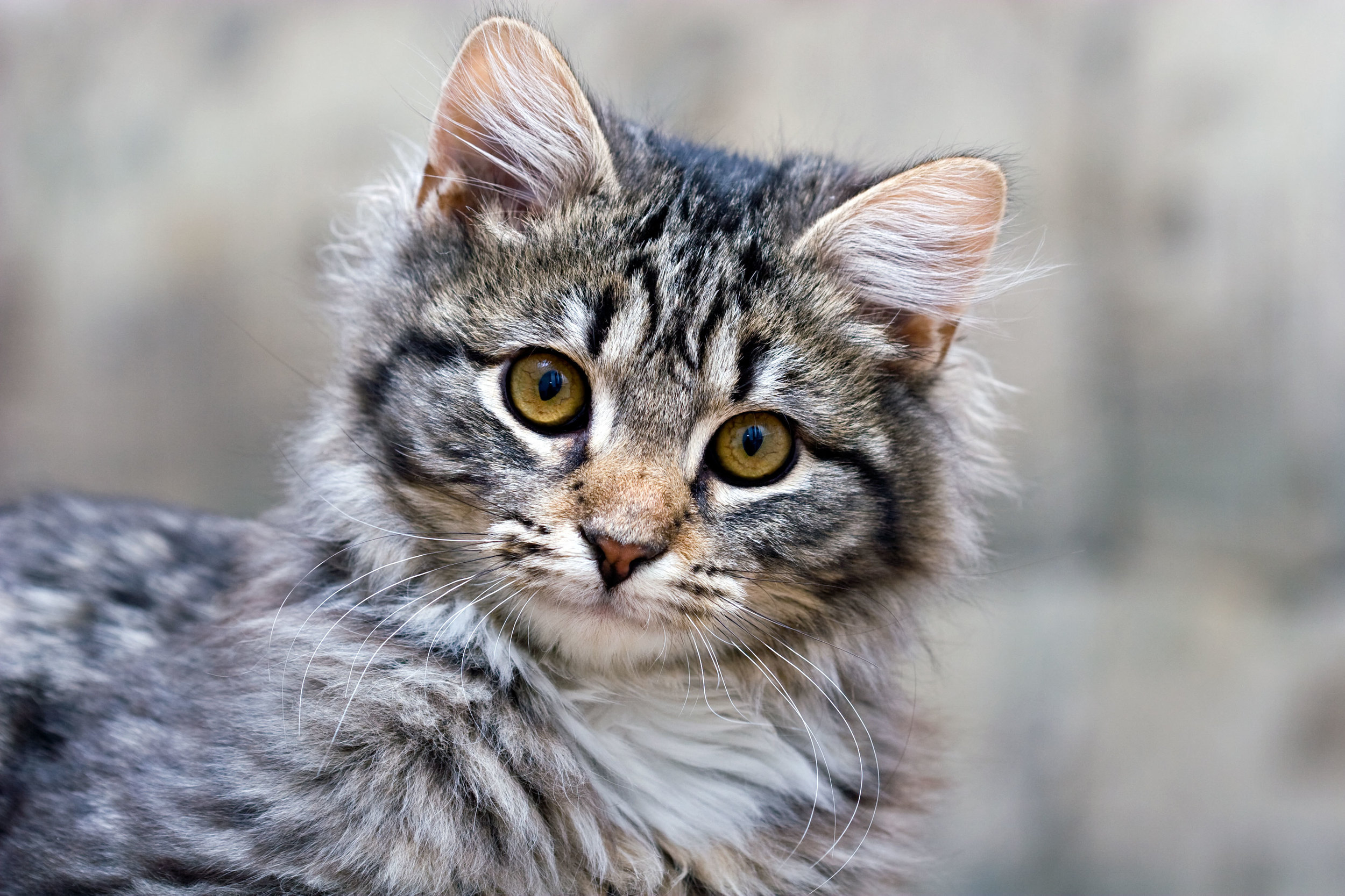 Fluffy Main Coon Cat Portrait