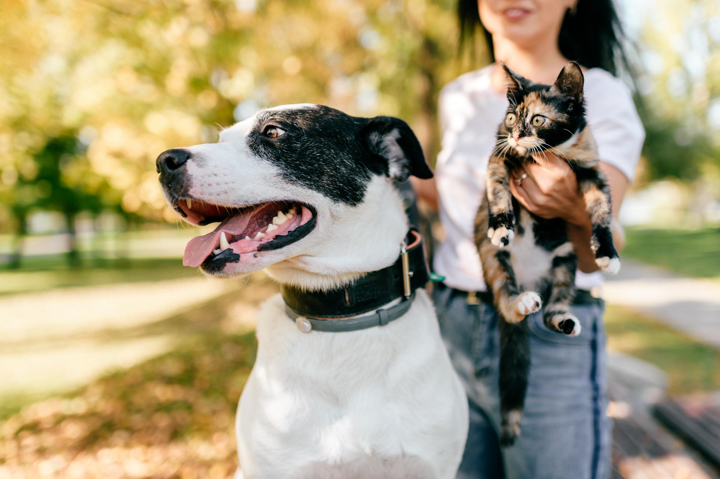 Person Holding Calico Cat and Walking Black and White Dog