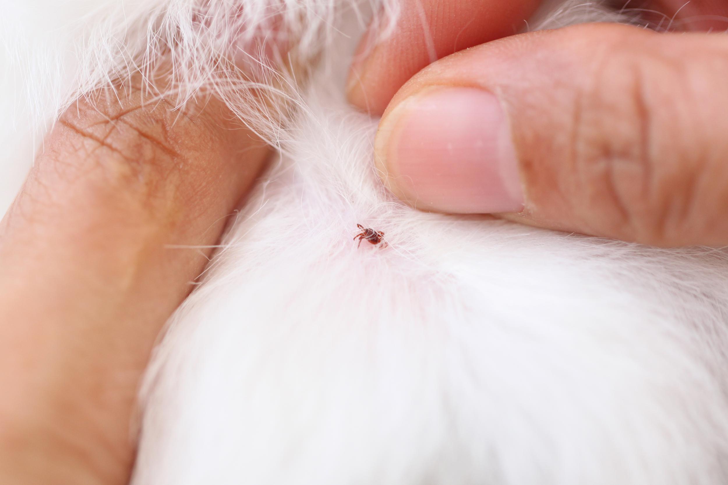 Person Showing Tick on White Pet
