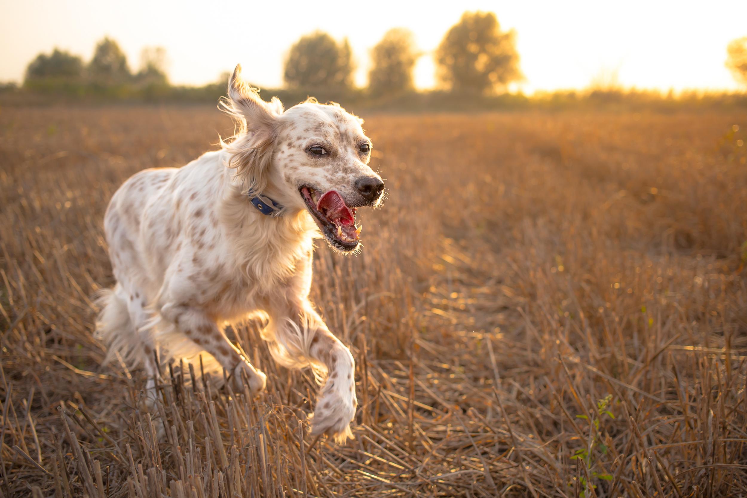 Happy Dog Running thru Field