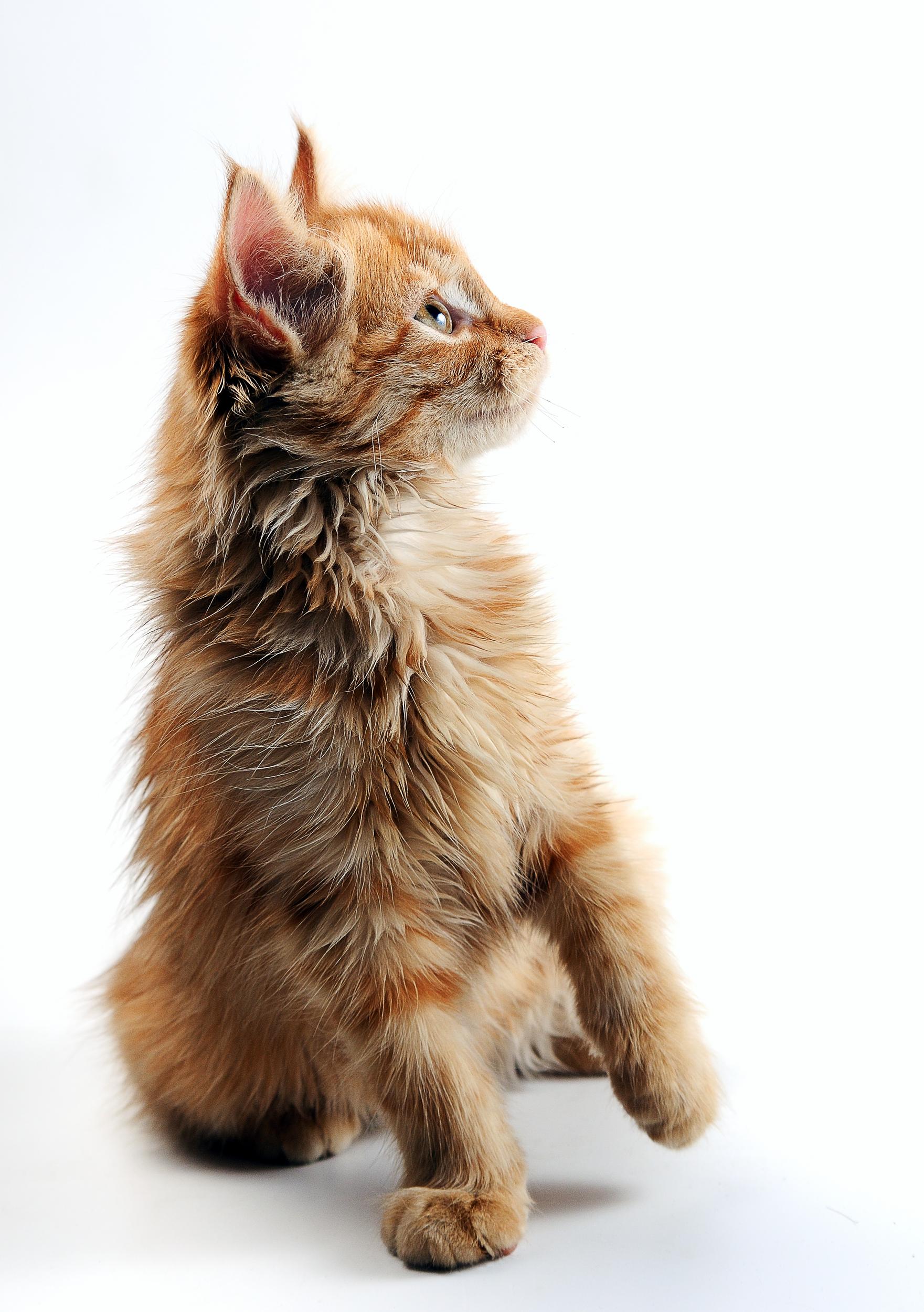 Fluffy Brown Kitten