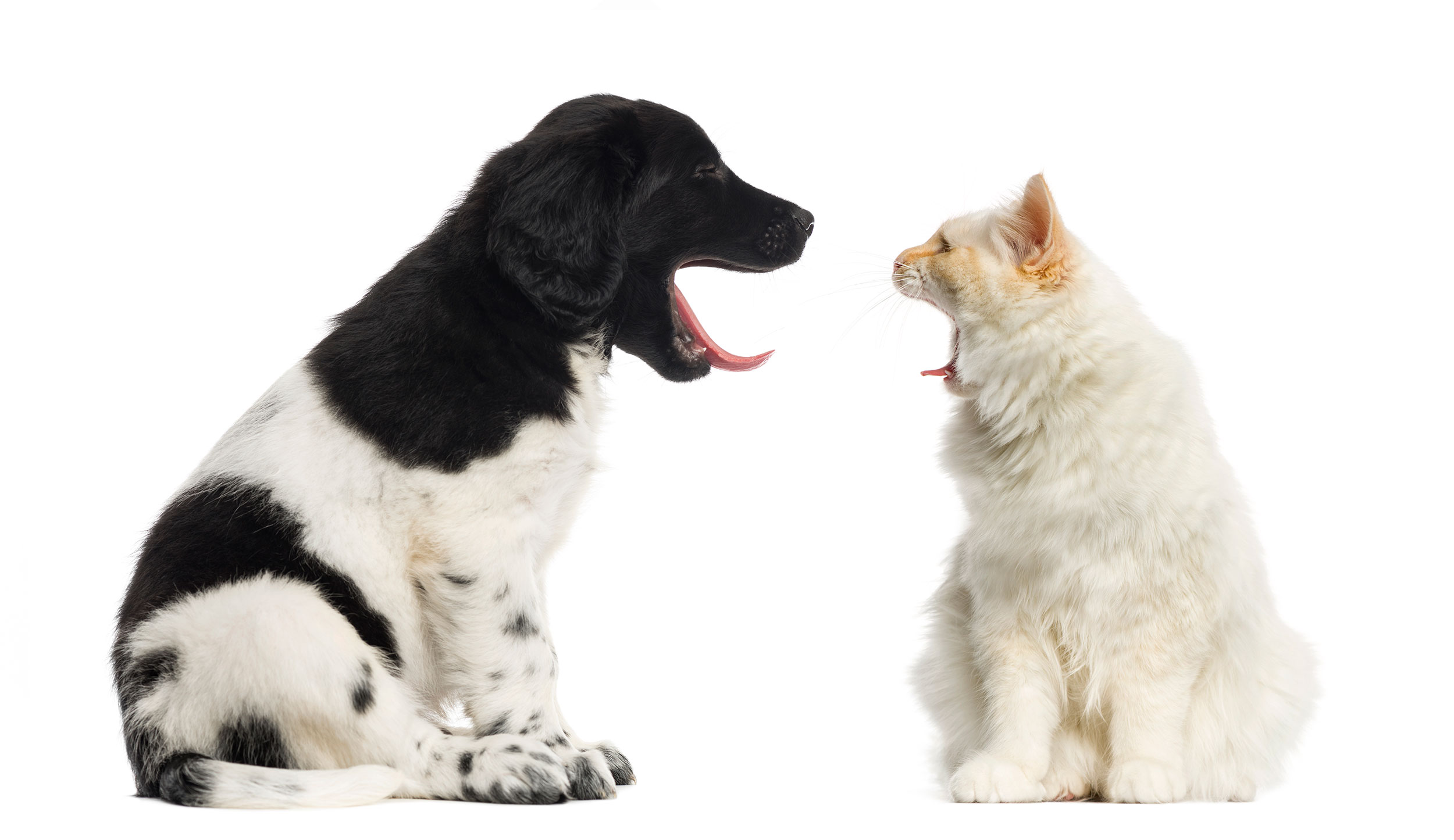 Dog and Cat Yawning