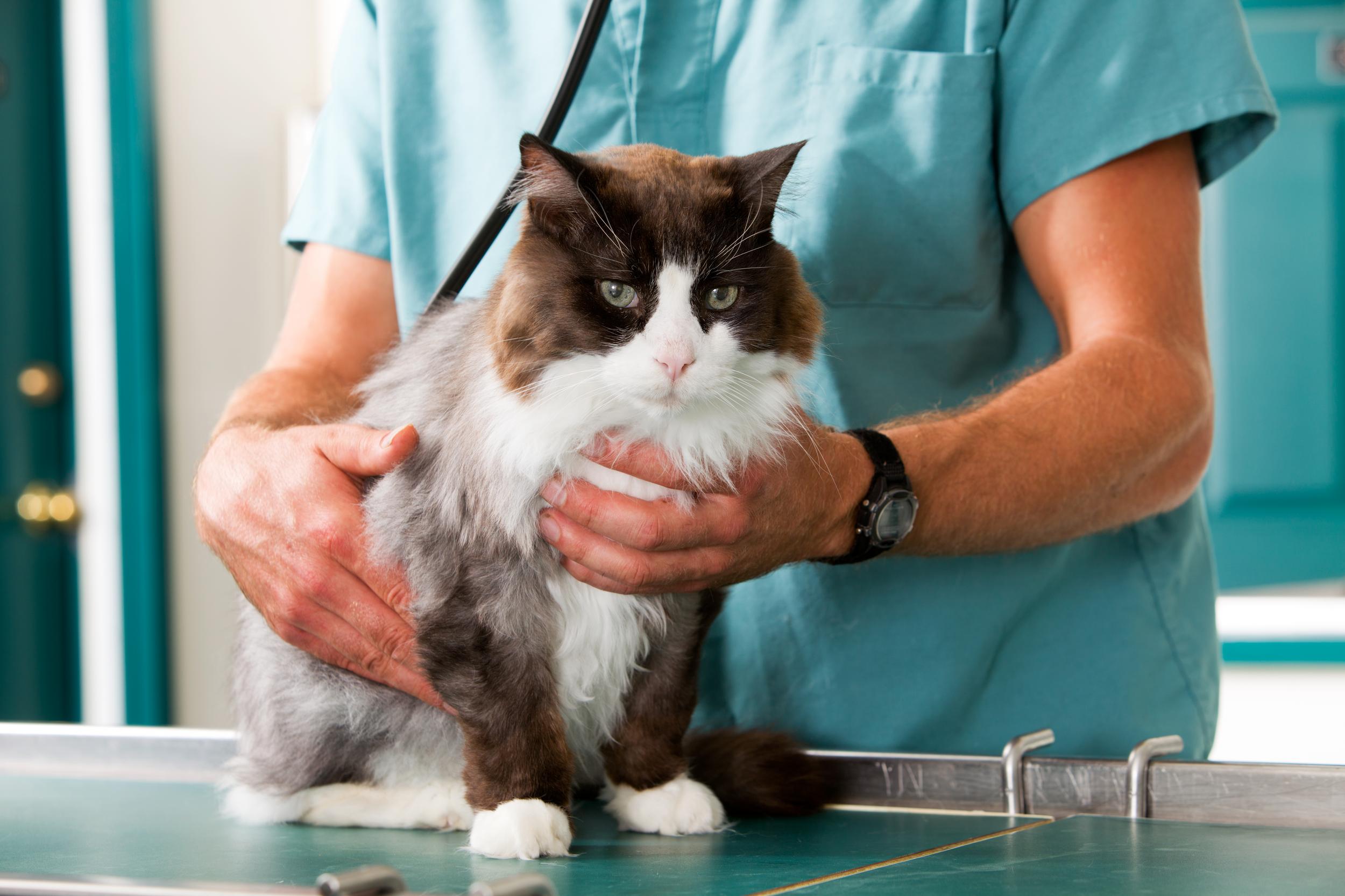 Black and White Cat Getting an Exam