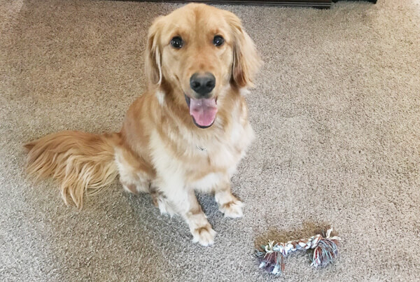 Golden Retriever Sitting Pretty
