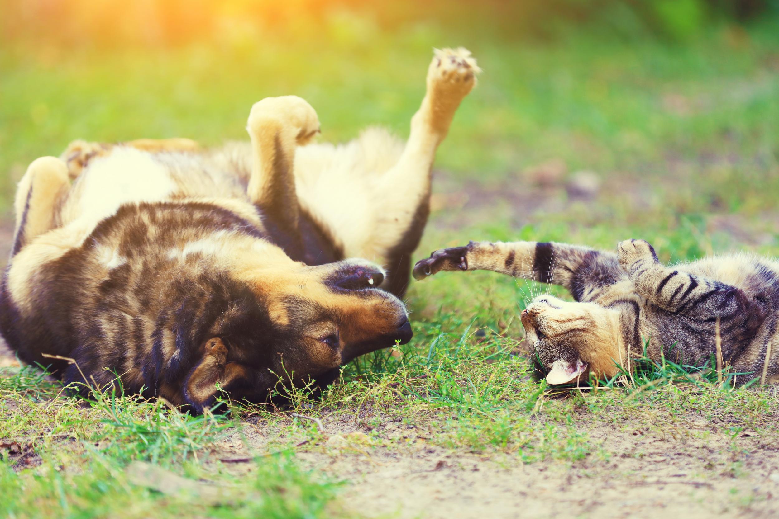 Cat and Dog Laying Upside Down in Grass