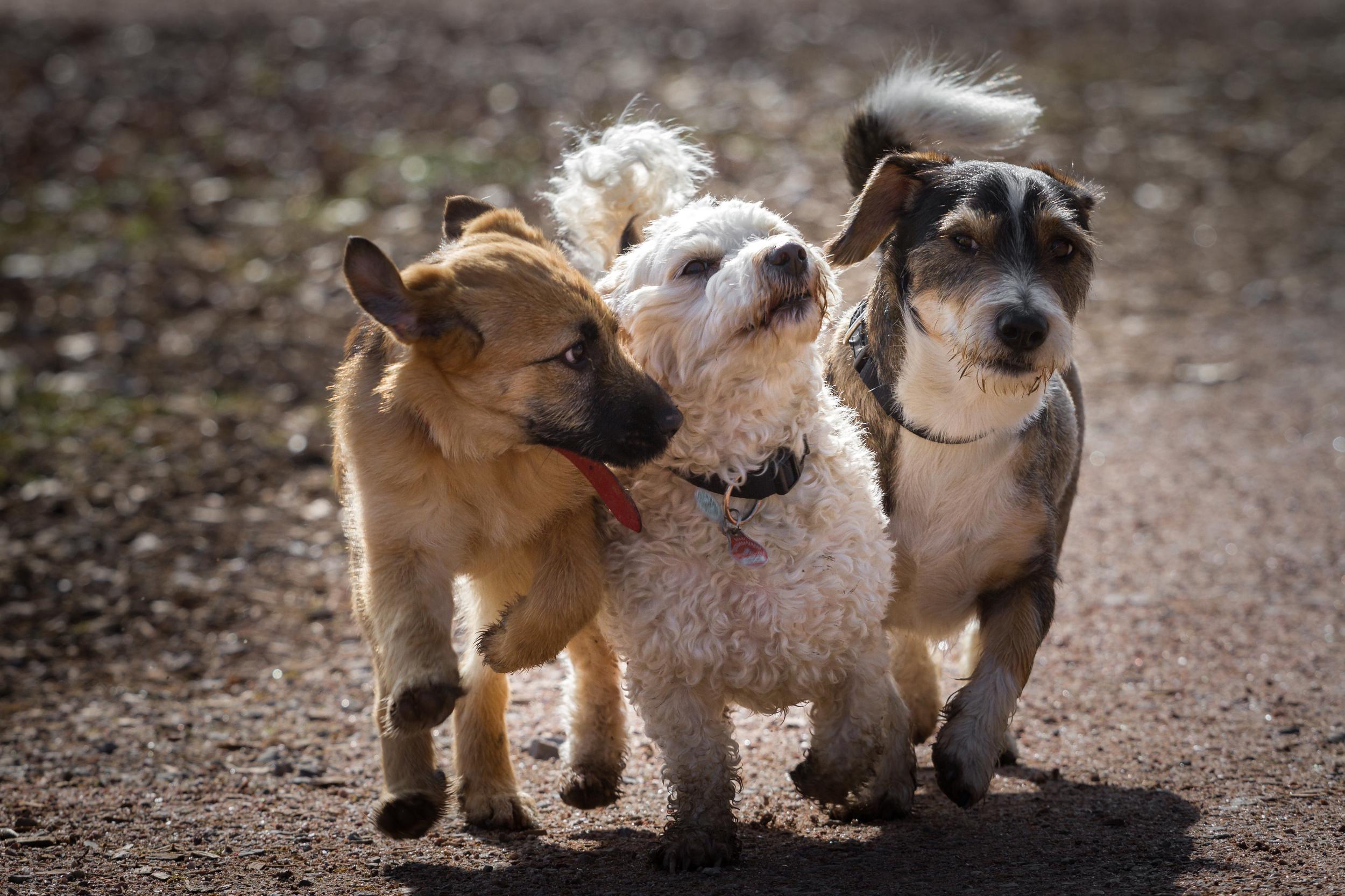 Three Mixed Breed Dogs Walking Side by Side