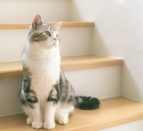 Mobile_Home_Serving_Beaver