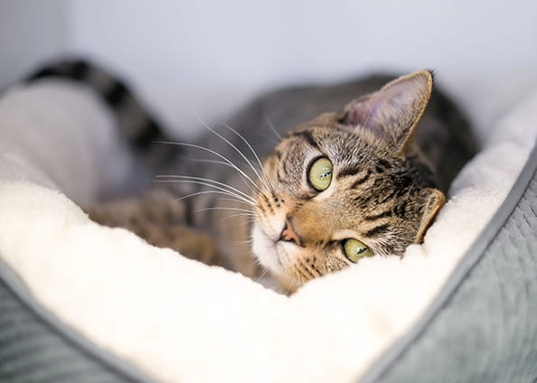 Internal2_AdobeStock_664543211.jpeg – RS (1)