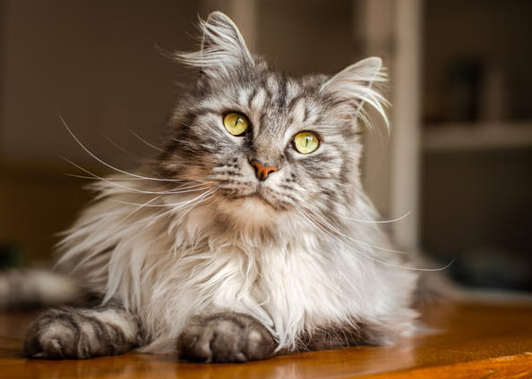 SpayNeuter2_AdobeStock_513906665_cropped